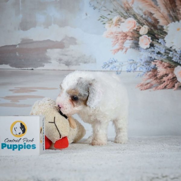 Miniature Poodle Puppy for Sale