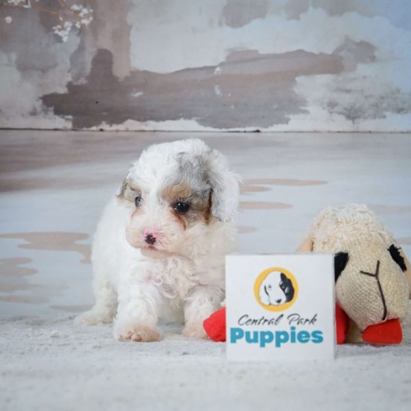 Miniature Poodle Puppy for Sale