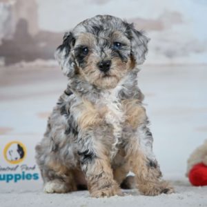 Miniature Poodle Puppy for Sale