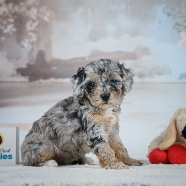 Miniature Poodle Puppy for Sale