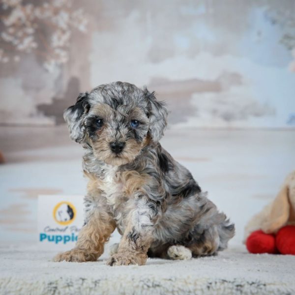 Miniature Poodle Puppy for Sale