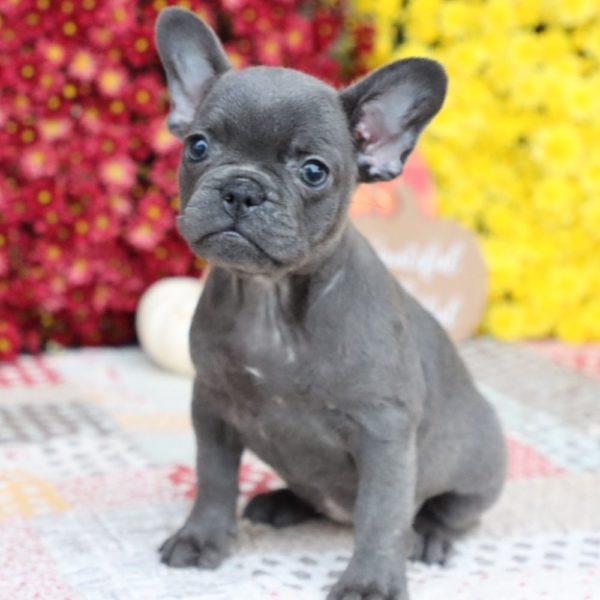 French Bulldog Puppy for Sale