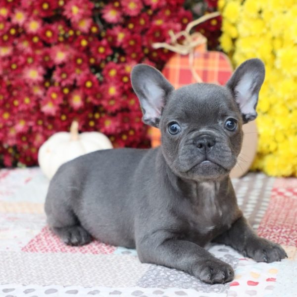 French Bulldog Puppy for Sale