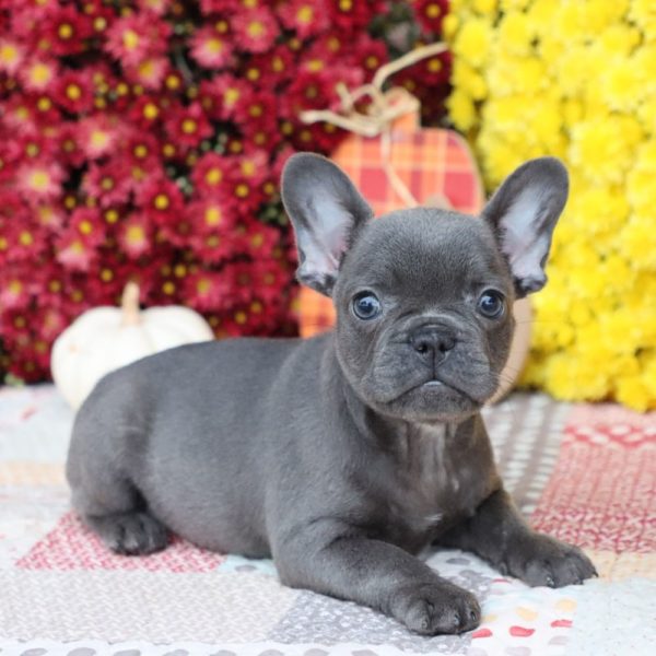 French Bulldog Puppy for Sale