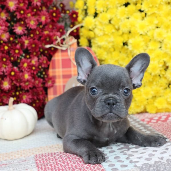 French Bulldog Puppy for Sale