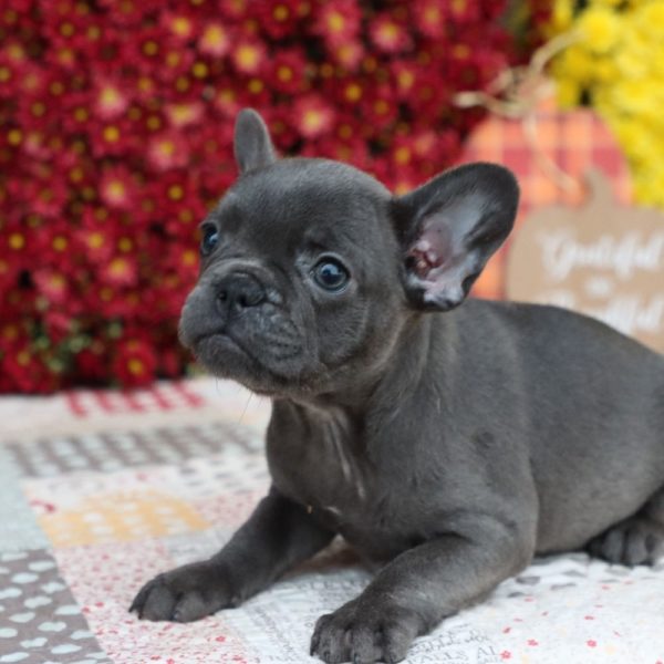 French Bulldog Puppy for Sale