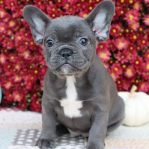 French Bulldog Puppy for Sale