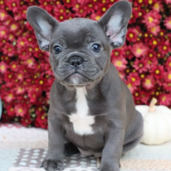 French Bulldog Puppy for Sale