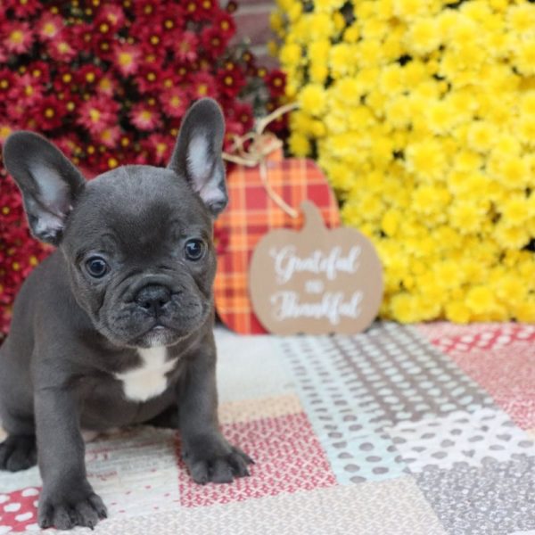 French Bulldog Puppy for Sale