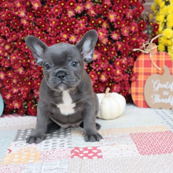 French Bulldog Puppy for Sale