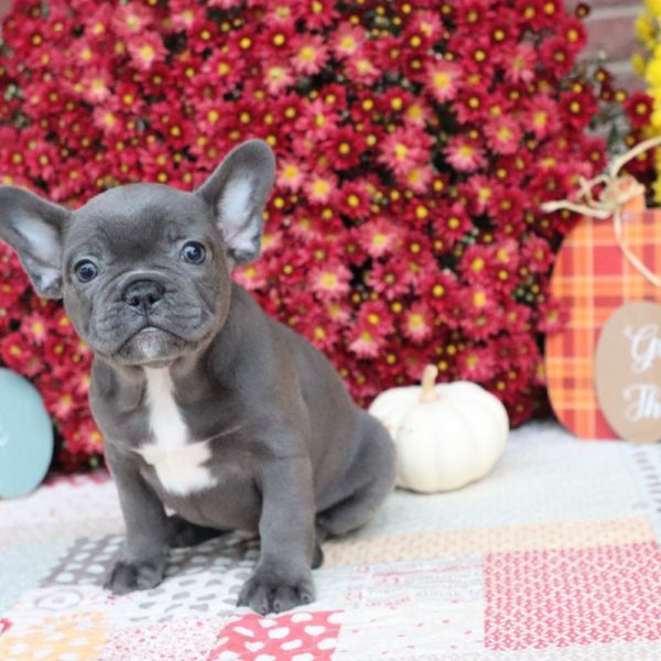 French Bulldog Puppy for Sale