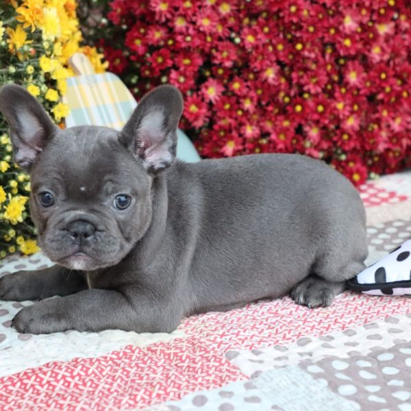 French Bulldog Puppy for Sale