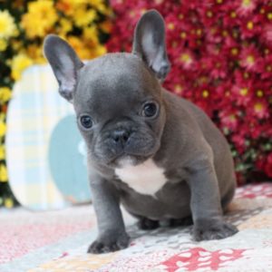 French Bulldog Puppy for Sale