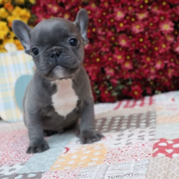 French Bulldog Puppy for Sale