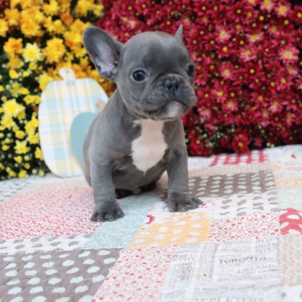 French Bulldog Puppy for Sale