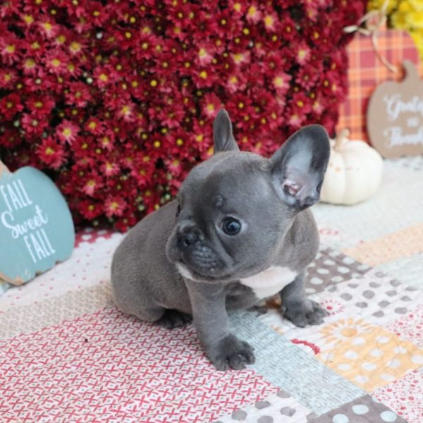 French Bulldog Puppy for Sale