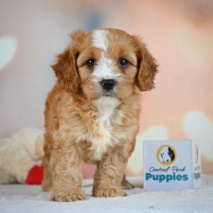 F1 Cavapoo Puppy for Sale