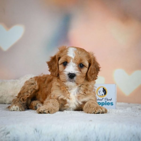 F1 Cavapoo Puppy for Sale