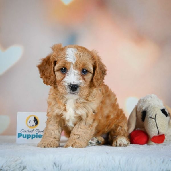 F1 Cavapoo Puppy for Sale