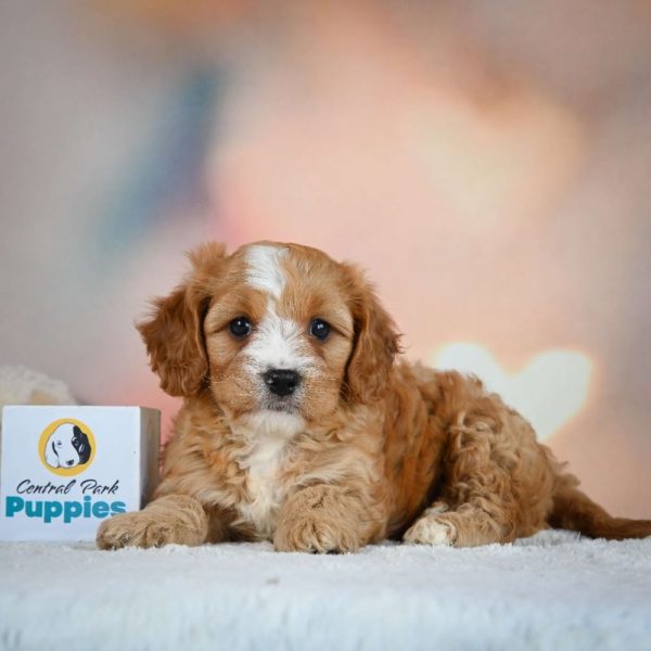 F1 Cavapoo Puppy for Sale