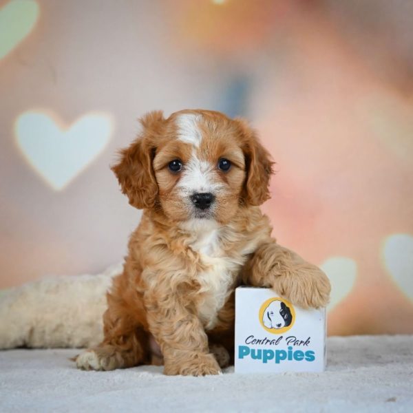 F1 Cavapoo Puppy for Sale