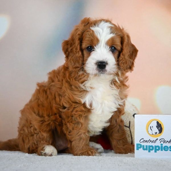 F1 Cavapoo Puppy for Sale