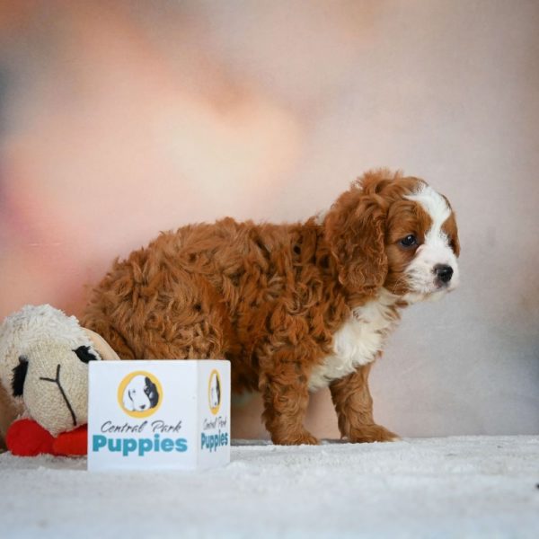 F1 Cavapoo Puppy for Sale