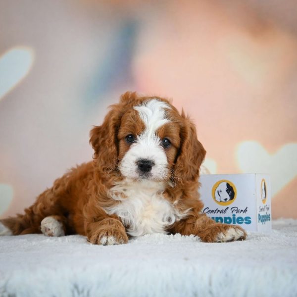 F1 Cavapoo Puppy for Sale