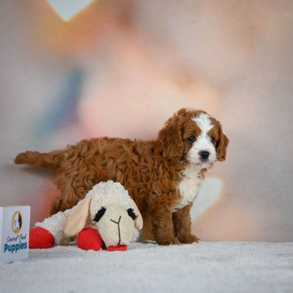 F1 Cavapoo Puppy for Sale