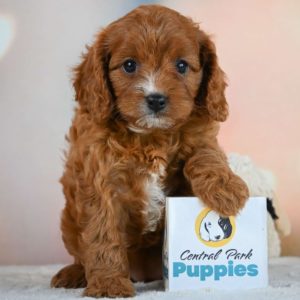 F1 Cavapoo Puppy for Sale