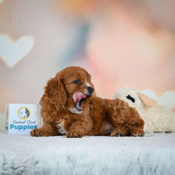 F1 Cavapoo Puppy for Sale