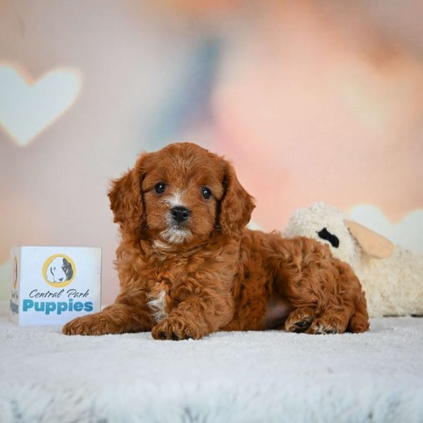 F1 Cavapoo Puppy for Sale