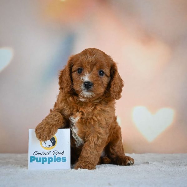 F1 Cavapoo Puppy for Sale