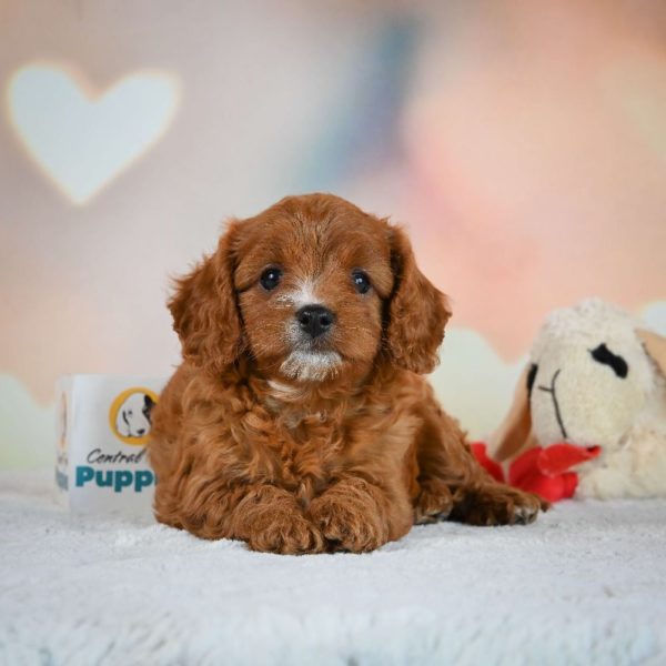 F1 Cavapoo Puppy for Sale