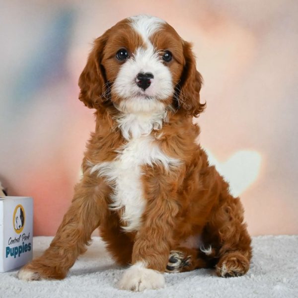 F1 Cavapoo Puppy for Sale