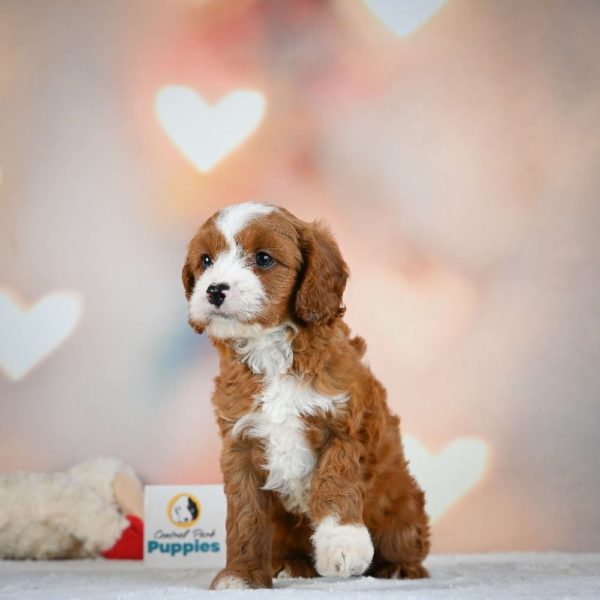 F1 Cavapoo Puppy for Sale