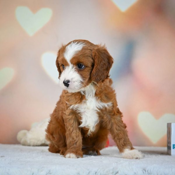 F1 Cavapoo Puppy for Sale