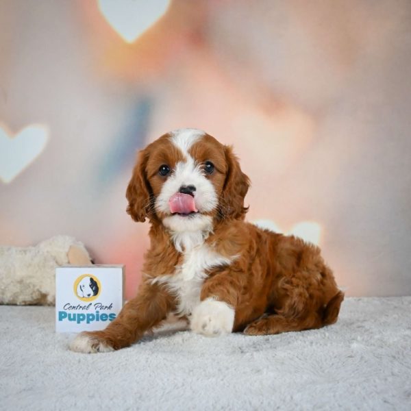 F1 Cavapoo Puppy for Sale