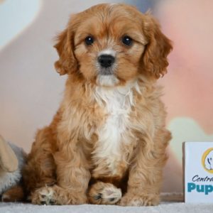 F1 Cavapoo Puppy for Sale