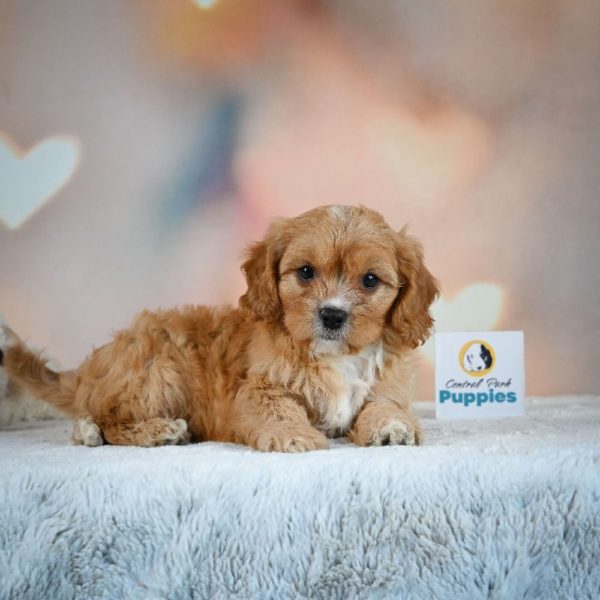 F1 Cavapoo Puppy for Sale