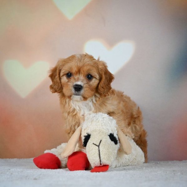 F1 Cavapoo Puppy for Sale