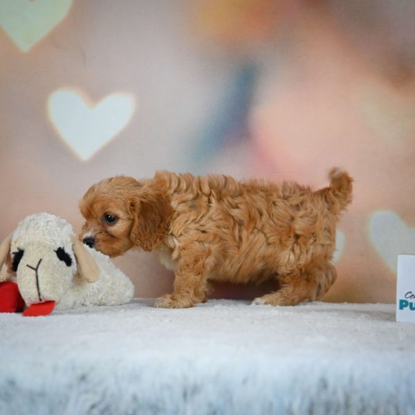 F1 Cavapoo Puppy for Sale