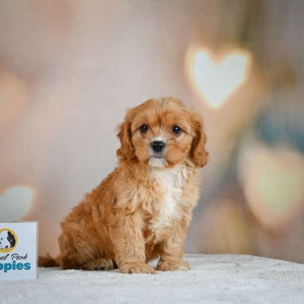 F1 Cavapoo Puppy for Sale