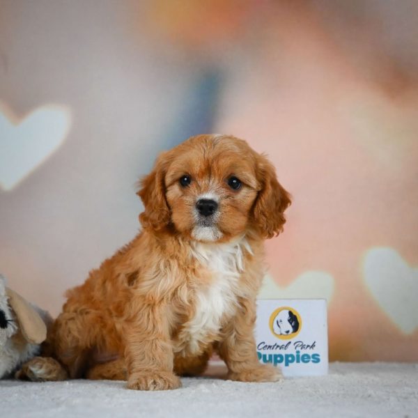 F1 Cavapoo Puppy for Sale