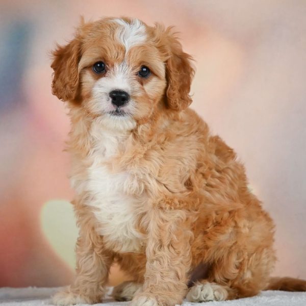 F1 Cavapoo Puppy for Sale