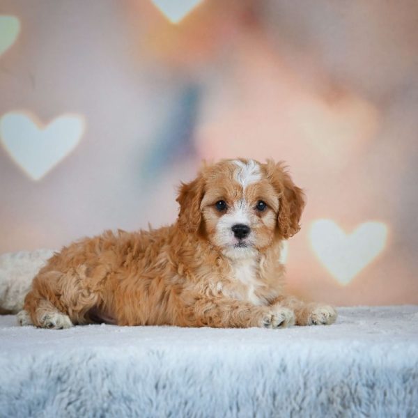 F1 Cavapoo Puppy for Sale