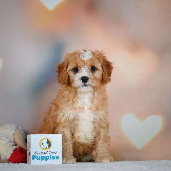 F1 Cavapoo Puppy for Sale