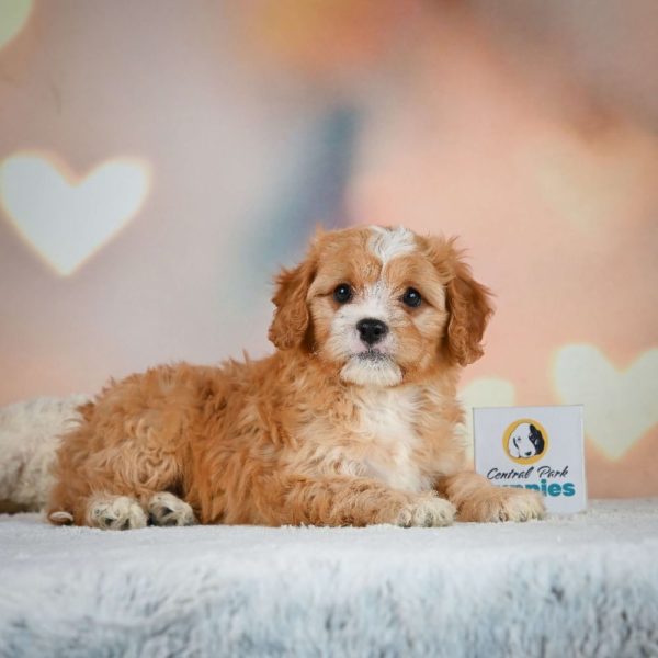 F1 Cavapoo Puppy for Sale