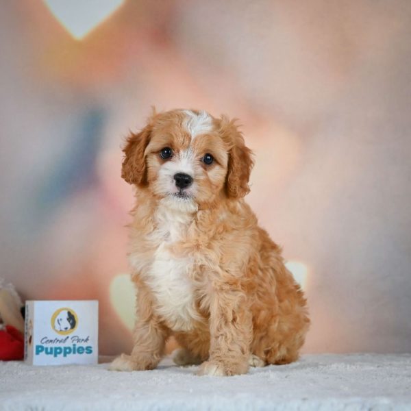 F1 Cavapoo Puppy for Sale