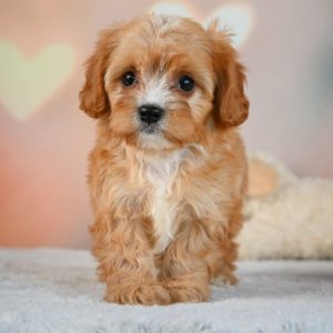 F1 Cavapoo Puppy for Sale